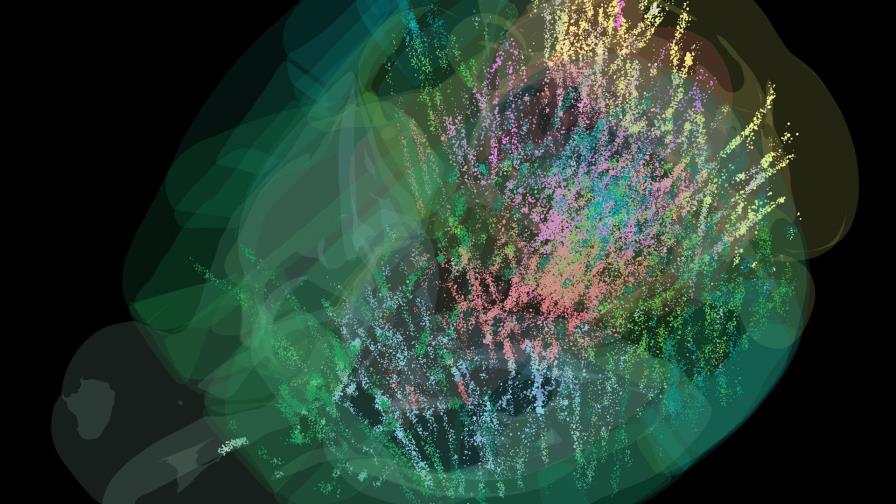 El cerebro actúa como un todo en la toma de decisiones y las expectativas previas influyen El cerebro actúa como un todo en la toma de decisiones y las expectativas previas influyen