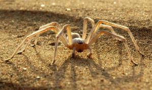 Describen en España la primera especie en Europa continental de arañas cazadoras Cebrennus