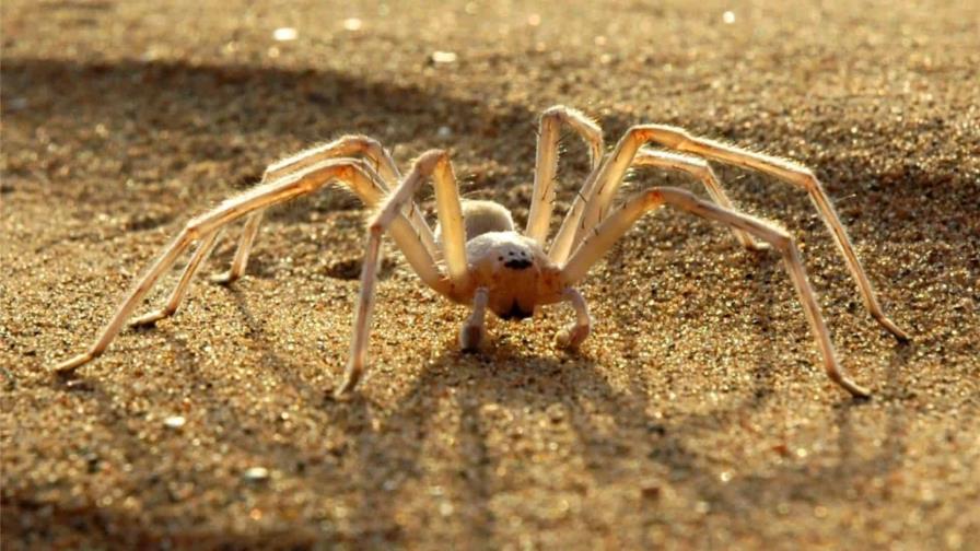 Describen en España la primera especie en Europa continental de arañas cazadoras Cebrennus