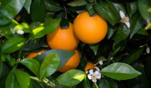 Florida encuentra en Brasil y México aliados para paliar su crisis de naranjas