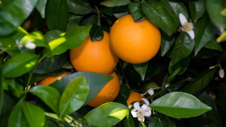 Florida encuentra en Brasil y México aliados para paliar su crisis de naranjas