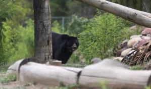 En Siberia un hombre sobrevive al ataque de un oso, que terminó huyendo asustado