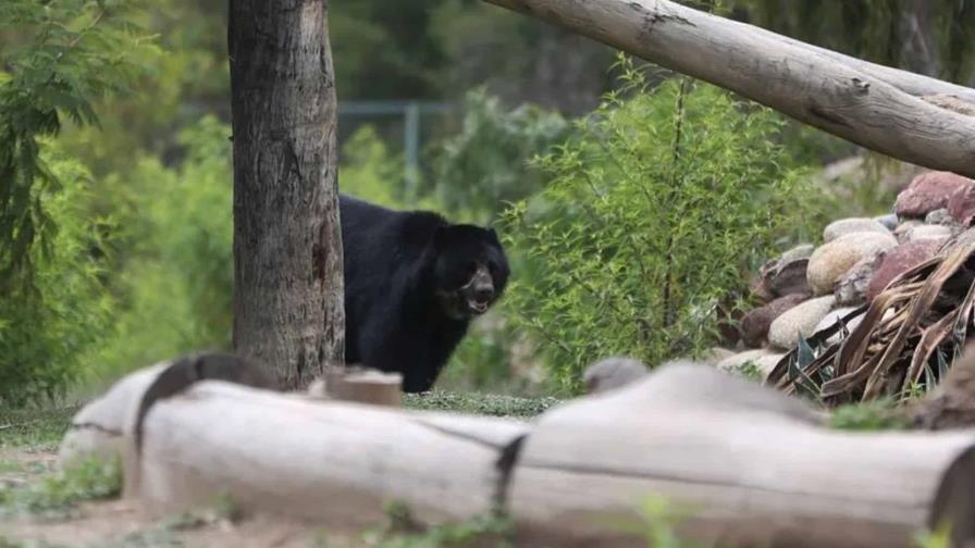En Siberia un hombre sobrevive al ataque de un oso, que terminó huyendo asustado En Siberia un hombre sobrevive al ataque de un oso, que terminó huyendo asustado