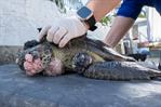 Reportan tumores que amenazan la vida de tortugas marinas en la República Dominicana
