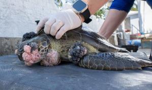 Reportan tumores que amenazan la vida de tortugas marinas en la República Dominicana