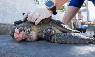 Reportan tumores que amenazan la vida de tortugas marinas en la República Dominicana