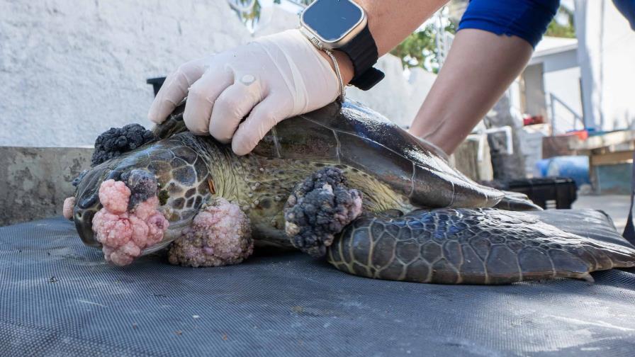 Reportan tumores que amenazan la vida de tortugas marinas en la República Dominicana
