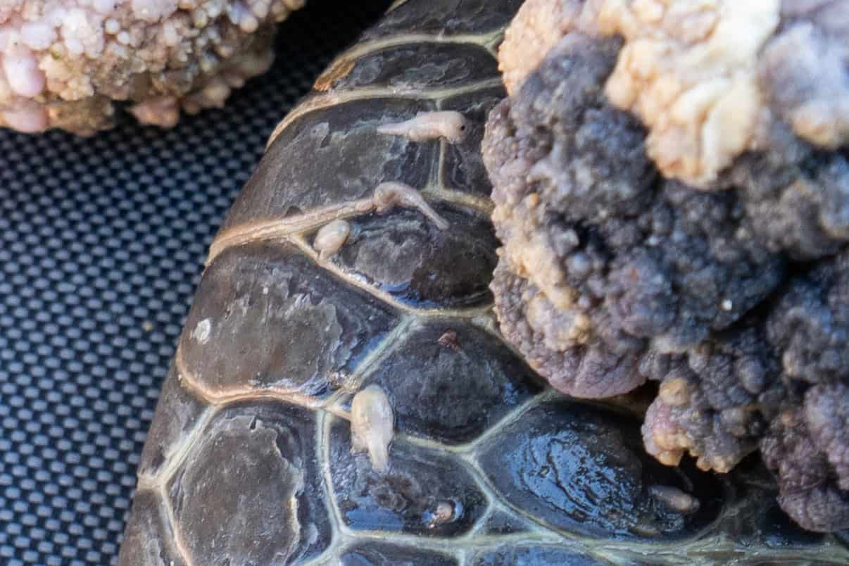 Sanguijuela extraída de una de las tortugas.
