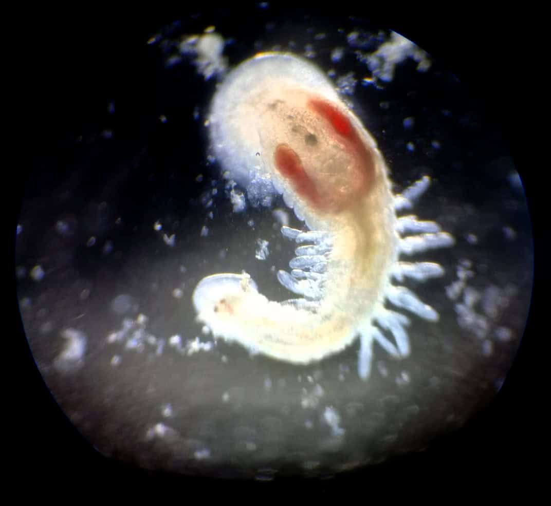 Una sanguijuela, Ozobranchus branchiatus, vista en la lupa.