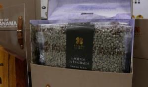 Empresa de Dubái recoge 20 kilos de café de lujo que compró en Panamá por 600,000 dólares