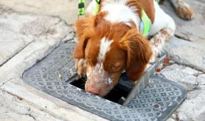 Manchas, el primer perro buscafugas de agua en México