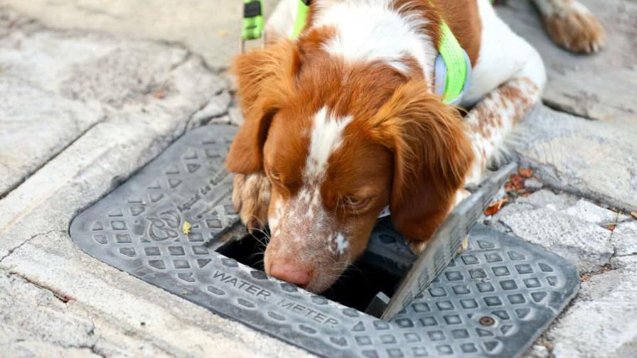 Manchas, el primer perro buscafugas de agua en México