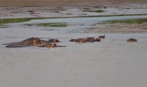Hipopótamo vuelca embarcación en Costa de Marfil y hay 11 personas desaparecidas