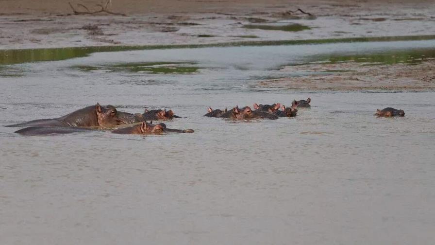 Hipopótamo vuelca embarcación en Costa de Marfil y hay 11 personas desaparecidas Hipopótamo vuelca embarcación en Costa de Marfil y hay 11 personas desaparecidas