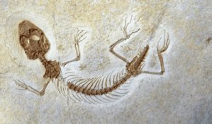 El descubrimiento del antepasado más antiguo de los lagartos