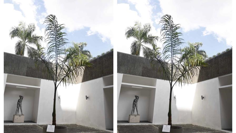 Jurados de la Bienal de Artes Visuales respaldan obra "Lo que no se saca de raíz, vuelve a crecer