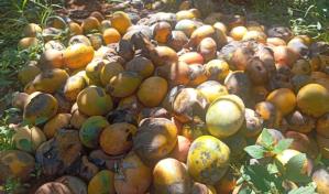 Productores en Pedernales denuncian pierden sus cosechas de mangos por falta de mercado