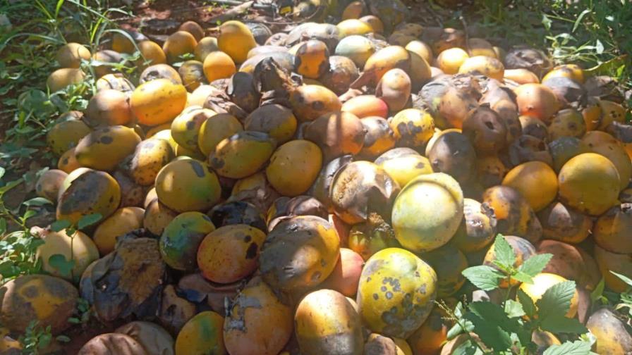 Productores en Pedernales denuncian pierden sus cosechas de mangos por falta de mercado