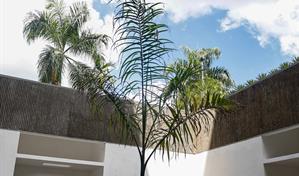 Crítica de arte mexicana dice a jurado que premió palma: Trujillo se quedó corto ante ustedes