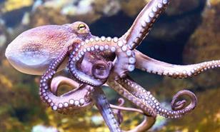 Los pulpos ponen lo mejor de sus brazos en cada tarea