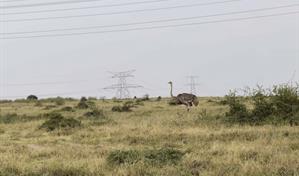 Entre leones y ganado: los riesgos de convivir con la vida salvaje de Kenia