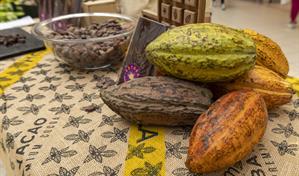El cacao dominicano enfrenta nuevos retos en el mercado europeo