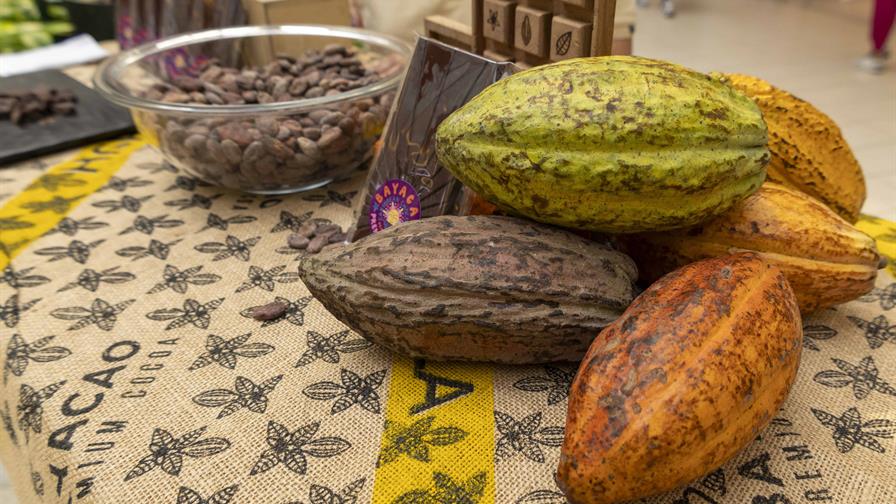 El cacao dominicano enfrenta nuevos retos en el mercado europeo El cacao dominicano enfrenta nuevos retos en el mercado europeo