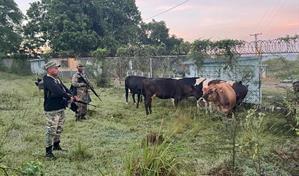 El Ejército recupera nueve reses robadas durante operativo en Dajabón