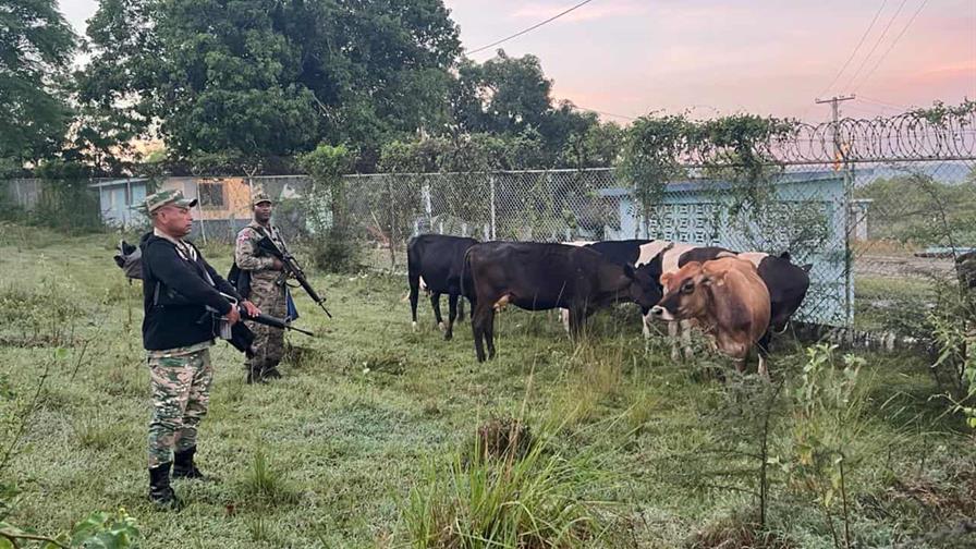 El Ejército recupera nueve reses robadas durante operativo en Dajabón El Ejército recupera nueve reses robadas durante operativo en Dajabón