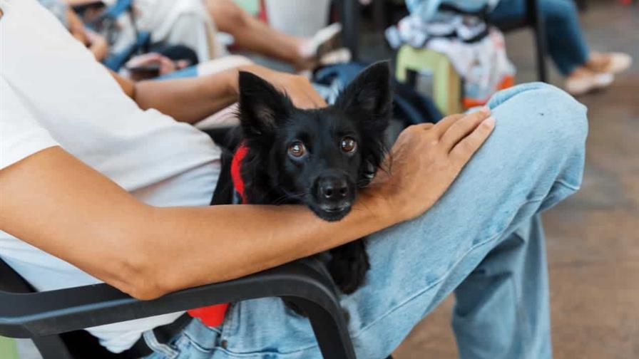 Alcaldía del DN alcanza las 3,000 mascotas esterilizadas en jornadas de bienestar animal Alcaldía del DN alcanza las 3,000 mascotas esterilizadas en jornadas de bienestar animal