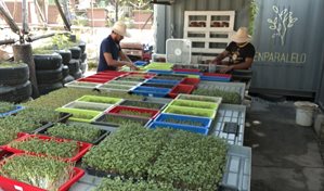 Una startup cubana cultiva microverduras y sueña a lo grande