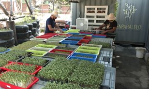 Una startup cubana cultiva microverduras y sueña a lo grande
