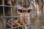 República Dominicana, entre los países en que Interpol incautó más de 1,000 animales traficados República Dominicana, entre los países en que Interpol incautó más de 1,000 animales traficados