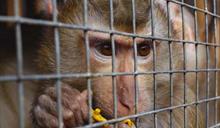Rep&uacute;blica Dominicana, entre los pa&iacute;ses en que Interpol incaut&oacute; m&aacute;s de 1,000 animales traficados