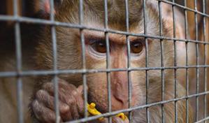 Tucanes, tortugas y monos rescatados en megaoperación contra el tráfico de animales en Brasil