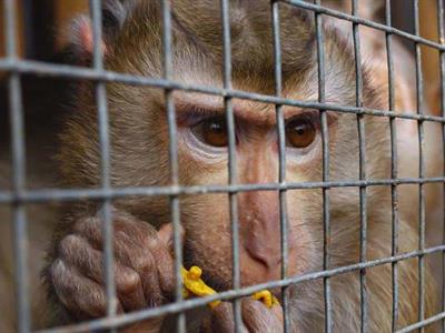 RD entre los países en que Interpol incautó más de 1,000 animales