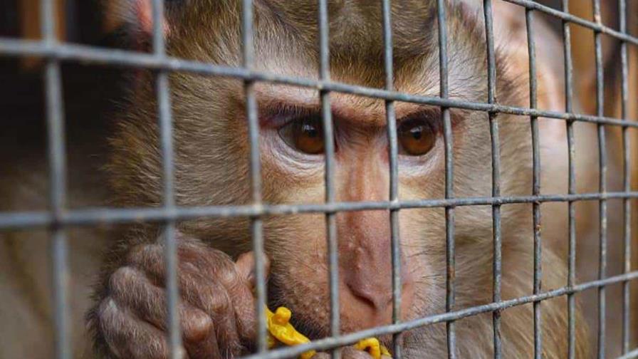 Tucanes, tortugas y monos rescatados en megaoperación contra el tráfico de animales en Brasil