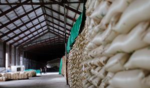 El Ingenio Porvenir sustituye mano de obra haitiana por cosechadoras