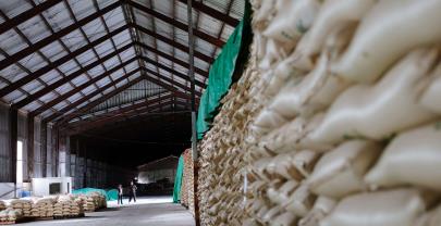 El Ingenio Porvenir sustituye mano de obra haitiana por cosechadoras