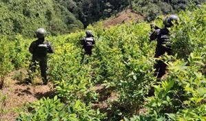 Honduras ha localizado más de un millón de arbustos de hoja de coca en lo que va de 2025