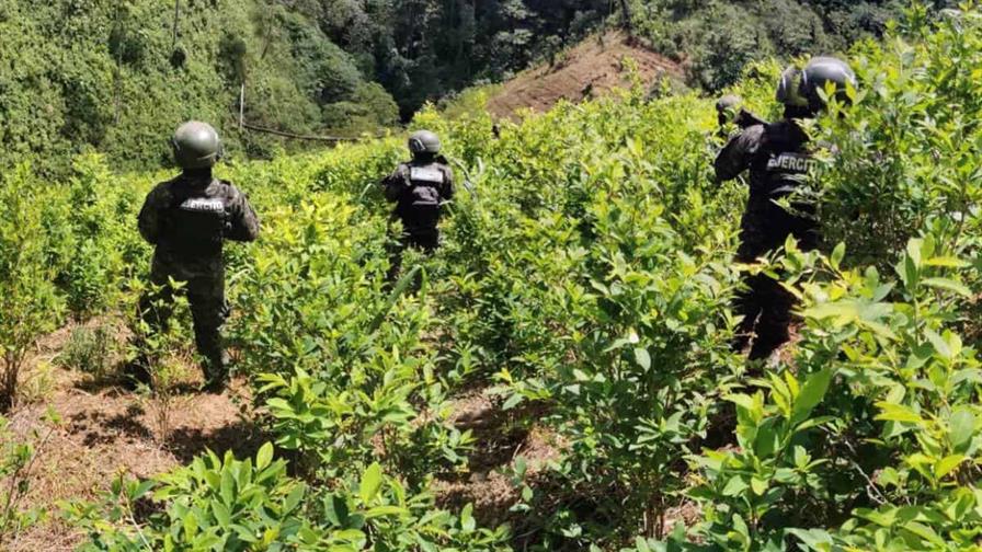 Honduras ha localizado más de un millón de arbustos de hoja de coca en lo que va de 2025