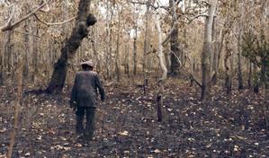 Un estudio indica que los bosques tardan más en recuperarse tras los incendios forestales