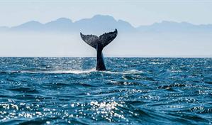 Tratado de alta mar alcanza las 60 ratificaciones necesarias para entrar en vigor