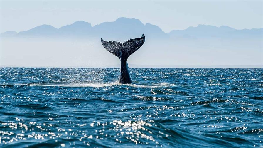 Tratado de alta mar alcanza las 60 ratificaciones necesarias para entrar en vigor