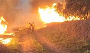 Incendio de grandes proporciones afecta Bosque Nacional de Ipanema en São Paulo