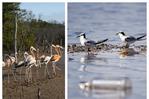 Flamencos en riesgo por desechos de pesca abandonados en playa Las Salinas