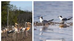 Flamencos en riesgo por desechos de pesca abandonados en playa Las Salinas