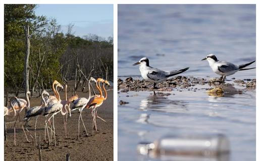 Flamencos en riesgo por desechos de pesca abandonados en playa Las Salinas