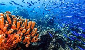 ¿Qué es el tratado para proteger la altamar?