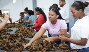 Las zonas francas generan más de 2,600 nuevos empleos en el último año